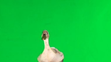 genç ördek oturur ve yeşil bir ekranda şarlatanlar, ses 