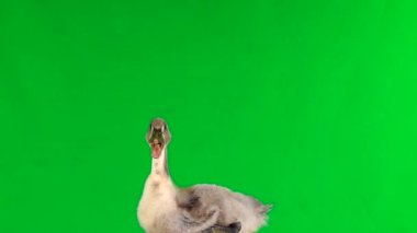 küçük ördek oturur ve sonra yeşil bir ekranda yükselir. Ses 