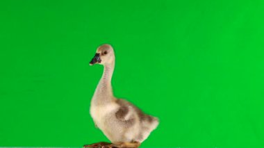 yeşil ekranda küçük gosling çığlıkları. Ses 