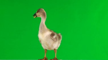 yeşil ekranda küçük gosling çığlıkları. Ses 