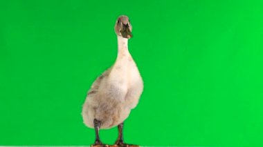 Yeşil ekranda genç ördek