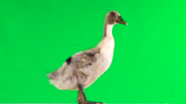 Young Duck Står Och Kvacksalvare Grön Skärm Ljud — Stockvideo