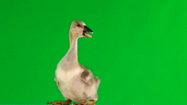 Little Gosling Den Gröna Skärmen Skrik Ljud — Stockvideo