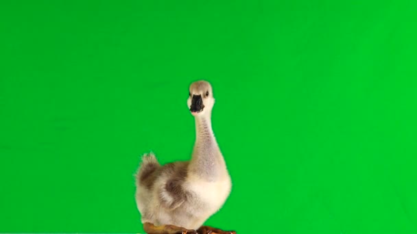 Petit Gosling Sur Écran Vert Crie Son — Video