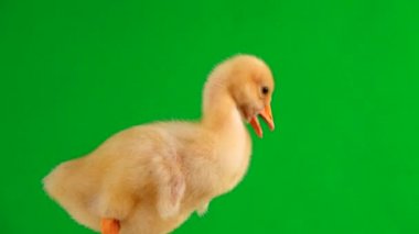 yeşil bir ekranda genç kazlar standları ve şarlatanlar.