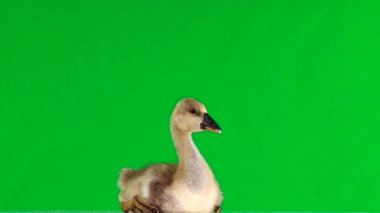 yeşil ekranda oturan genç kazlar ve şarlatanlar