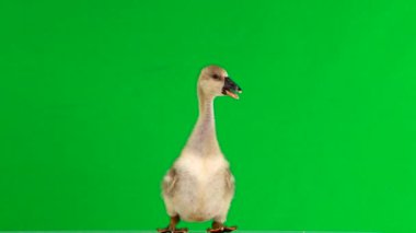 yeşil bir ekranda genç kazlar standları ve şarlatanlar.