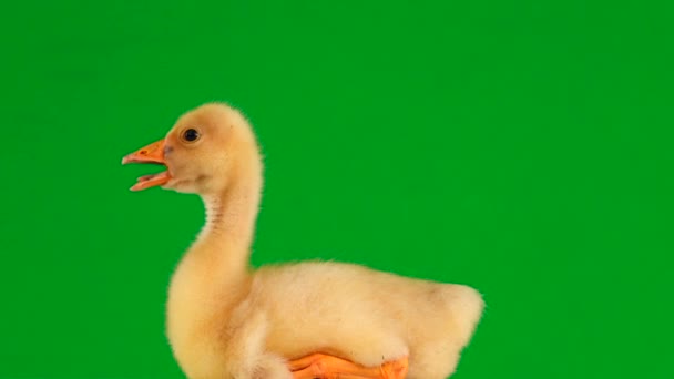 Young Geese Sitting Quacks Green Screen — Stock Video