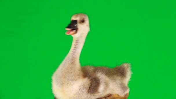 Young Geese Sitting Quacks Green Screen — Stock Video