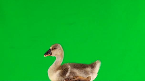 Young Geese Sitting Quacks Green Screen — Stock Video