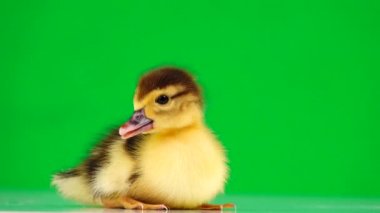 Küçük ördek yavrusu yeşil ekrandan kaçıyor.