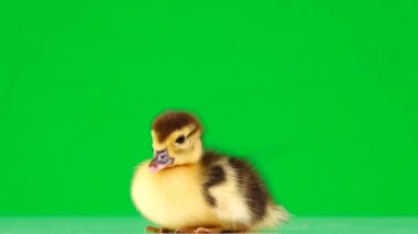 Küçük ördek yavrusu yeşil ekrandan kaçıyor.