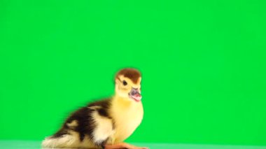 Küçük ördek yavrusu yeşil ekrandan kaçıyor.