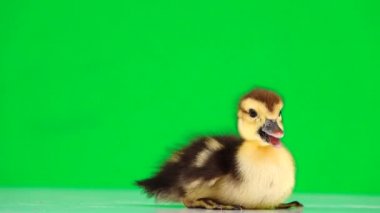 Küçük ördek yavrusu yeşil ekrandan kaçıyor