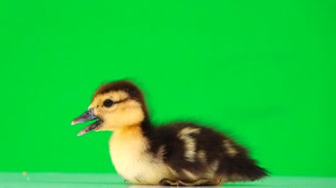 Küçük ördek yavrusu yeşil ekrandan kaçıyor