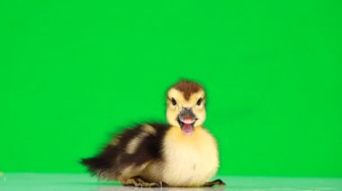 Küçük ördek yavrusu yeşil ekrandan kaçıyor