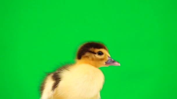 小鸭子从绿屏上跑开 — 图库视频影像