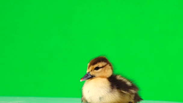 Kleine Eendje Loopt Weg Van Het Groene Scherm — Stockvideo