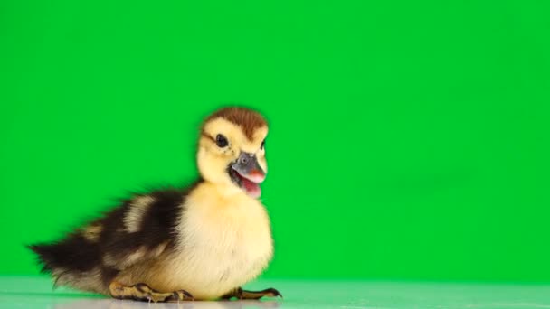 Little Duckling Runs Away Green Screen — Stock Video