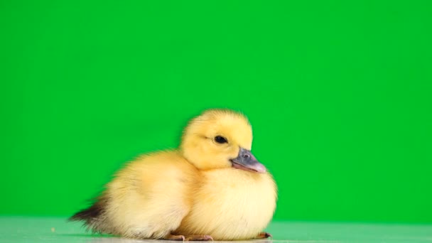 Kleine Eendje Zit Een Groen Scherm — Stockvideo