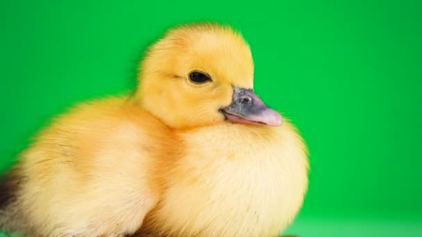 Pequeño Patito Está Sentado Una Pantalla Verde — Vídeo de stock