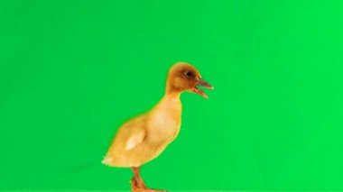 küçük ördek yavrusu yeşil ekran ve şarlatanlar etrafında hareket eder