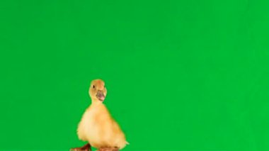 küçük ördek yavrusu yeşil ekran ve şarlatanlar etrafında hareket eder