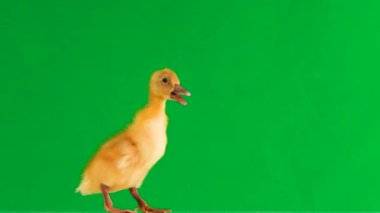 küçük ördek yavrusu yeşil ekran ve şarlatanlar etrafında hareket eder