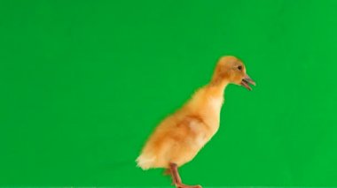 küçük ördek yavrusu yeşil ekran ve şarlatanlar etrafında hareket eder