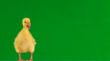 küçük ördek yavrusu yeşil ekran ve şarlatanlar etrafında hareket eder