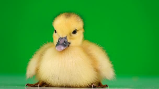 Little Duckling Sitting Green Screen — Stock Video