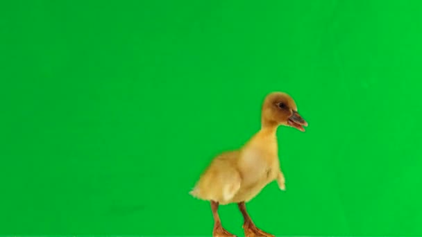 Little Duckling Moves Green Screen Quacks — Stock Video