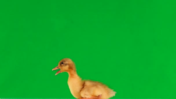 오리가 화면과 Quacks 주위를 — 비디오