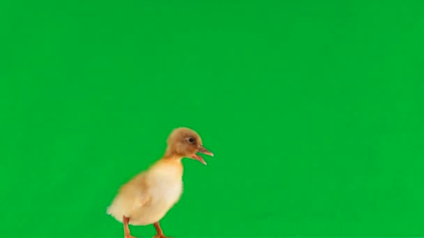 Little Duckling Moves Green Screen Quacks — Stock Video