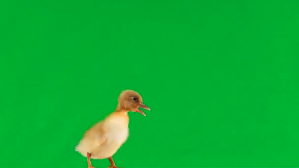 Pequeño Patito Mueve Alrededor Pantalla Verde Charlatanes — Vídeo de stock