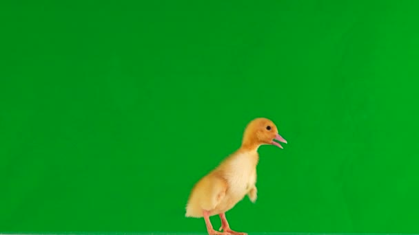 오리가 화면과 Quacks 주위를 — 비디오