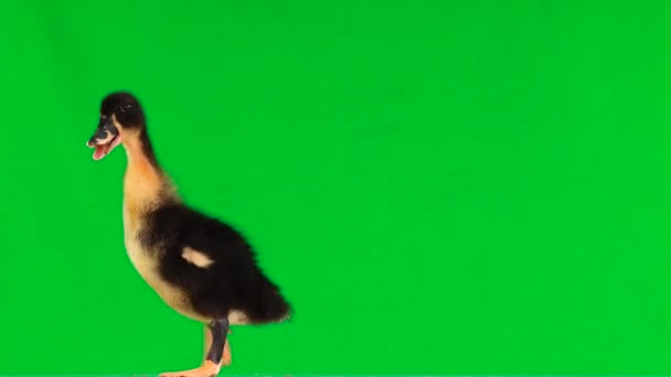 Young Duck Stands Quacks Green Screen — Stock Video