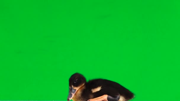 年轻的鸭子站在绿屏上 — 图库视频影像