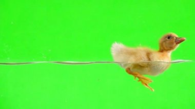 Yeşil ekranda su üzerinde yüzen sarı ördek yavrusu. Yavaş çekim