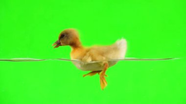 ördek yavrusu su üzerinde yüzer ve yeşil bir ekranda su içecekler