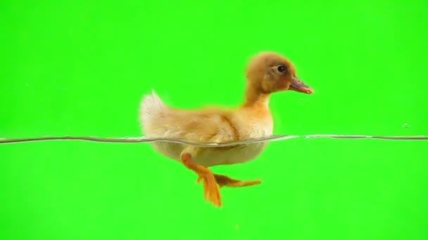 Pato Amarillo Flotando Agua Una Pantalla Verde Movimiento Lento — Vídeo de stock