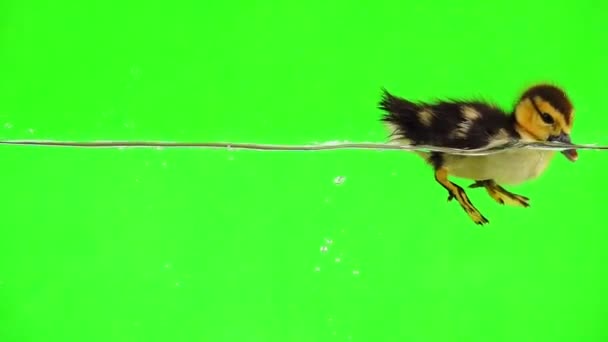 小鸭漂浮在水上 在绿屏上喝水 — 图库视频影像