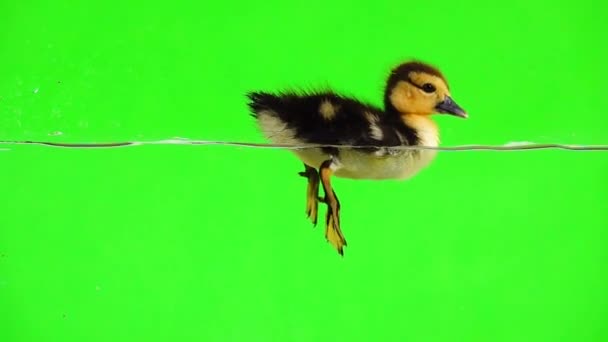 Patito Flota Agua Bebe Agua Una Pantalla Verde — Vídeo de stock