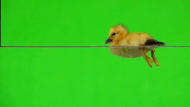 Slow Motion Ducklings Floating Water Green Screen — Stock Video
