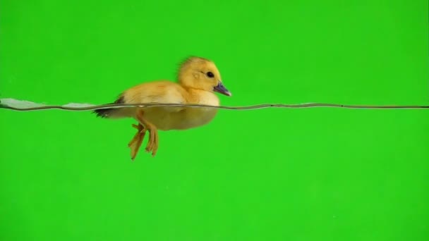 在绿屏上漂浮在水面上的慢动作小鸭 — 图库视频影像