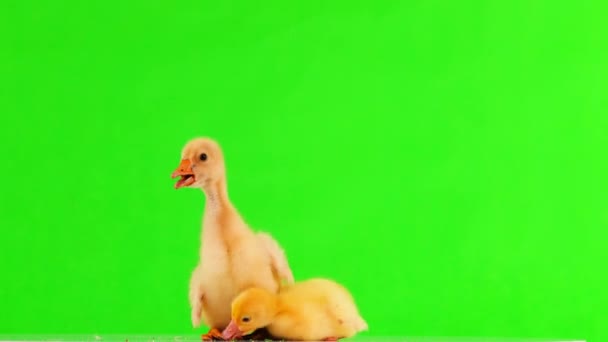 Yeşil Ekranda Küçük Sarı Goslings — Stok video
