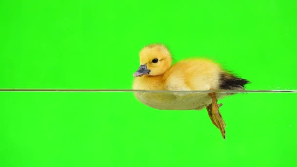 Duckling Floats Water Drinks Water Green Screen — Stock Video