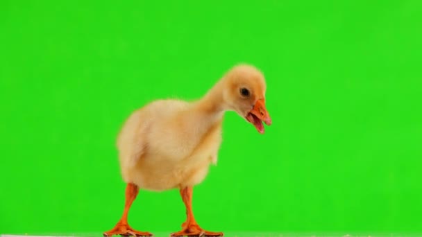 Piccolo Gosling Giallo Uno Schermo Verde — Video Stock