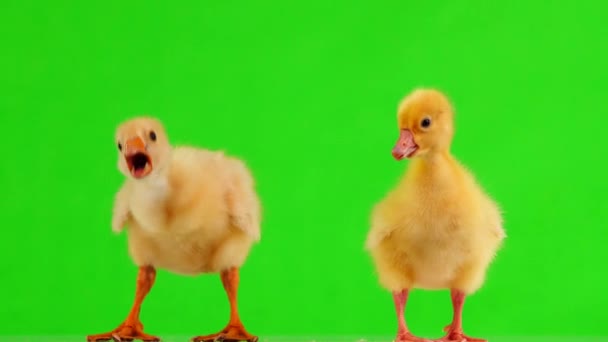 Pieni Keltainen Goslings Vihreällä Näytöllä — kuvapankkivideo