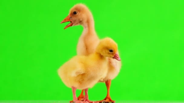 Yellow Goslings Stand Green Screen — Stock Video